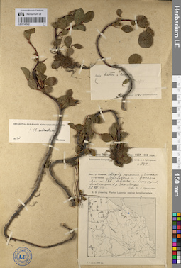 LE 01141542