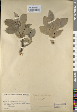LE 01141733