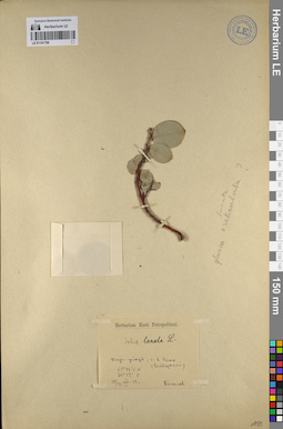 LE 01141799