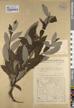 LE 01141816