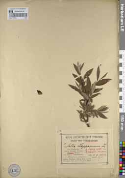 LE 01141903