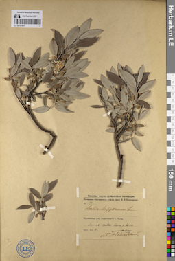 LE 01141917