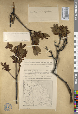 LE 01141942