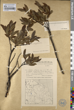LE 01141947