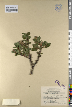 LE 01141952