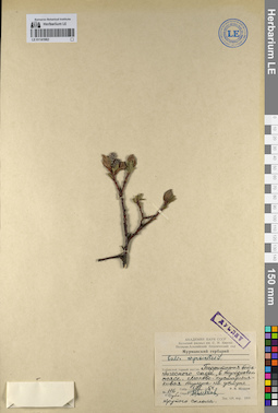 LE 01141962
