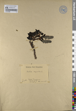 LE 01141966