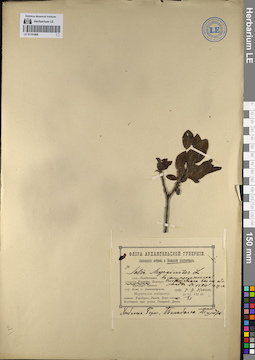 LE 01141968