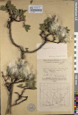LE 01142029