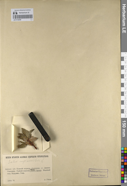 LE 01142038