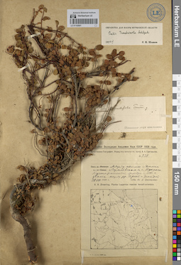 LE 01142601