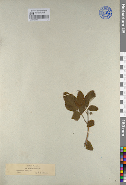 LE 01125702