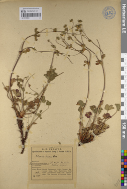 LE 01125934