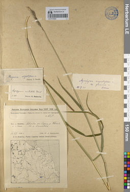 LE 01131042
