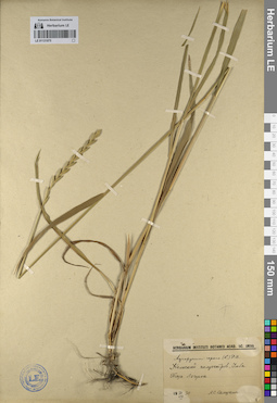 LE 01131075