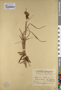 LE 01131195