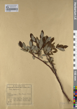 LE 01142295