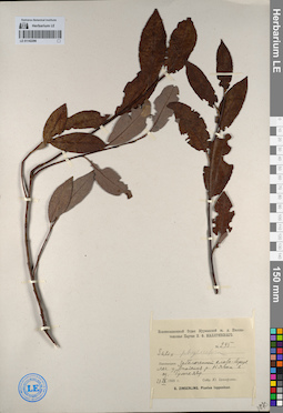 LE 01142296