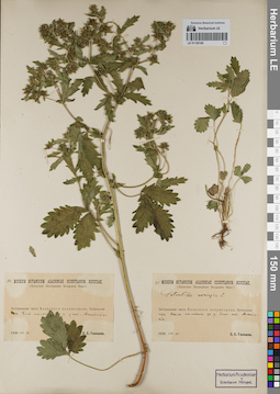 LE 01126169