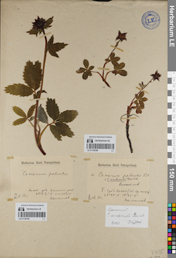 LE 01126186