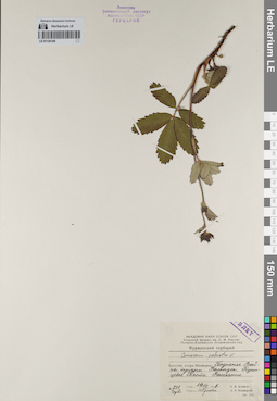 LE 01126188