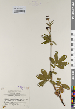 LE 01126189