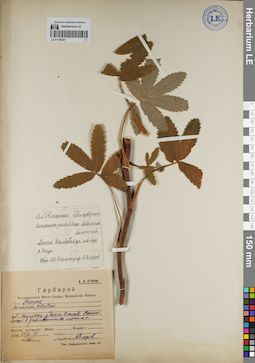LE 01126241