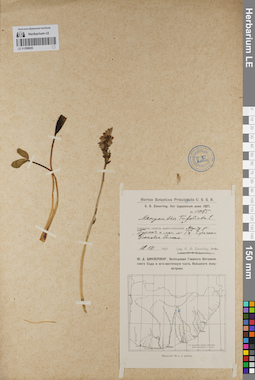 LE 01099020