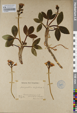 LE 01099029