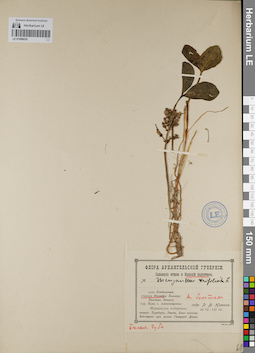 LE 01099030
