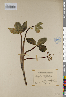 LE 01099033
