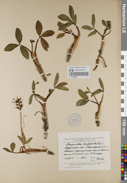 LE 01099036