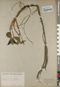 LE 01099042