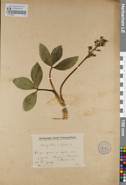 LE 01099043