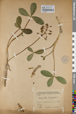LE 01099045