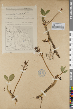 LE 01099048