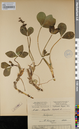 LE 01099063