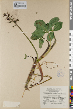 LE 01099064