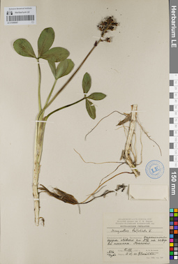 LE 01099067