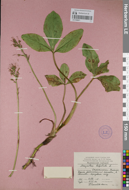 LE 01099071