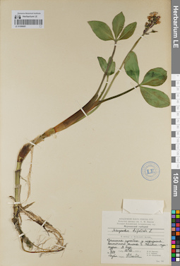 LE 01099081