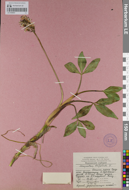 LE 01099091