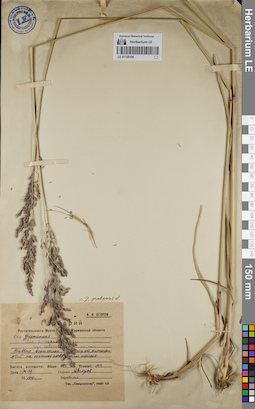LE 01130196