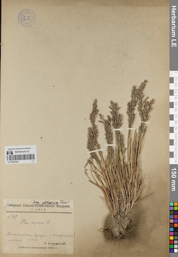 LE 01081524