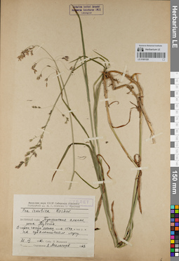LE 01081528