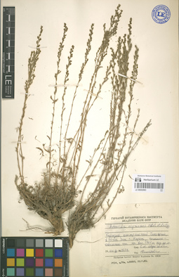 LE 00052983