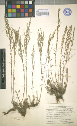 LE 00052985
