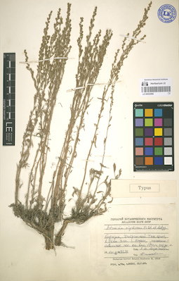 LE 00052986