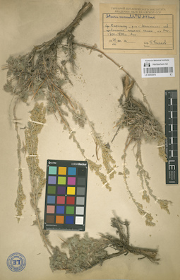 LE 00052976