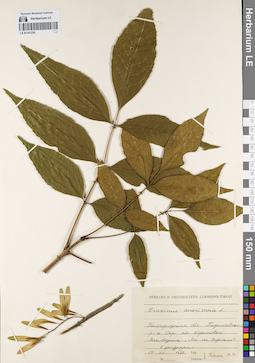 LE 01141236